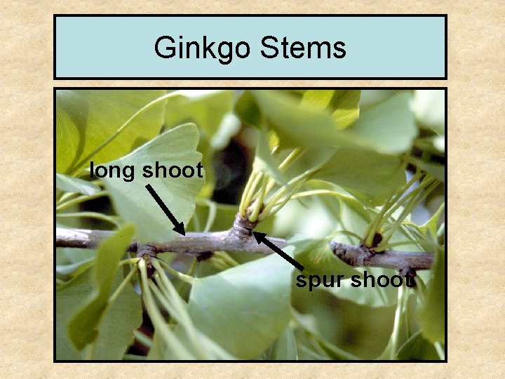 Ginkgo Stems long shoot spur shoot 