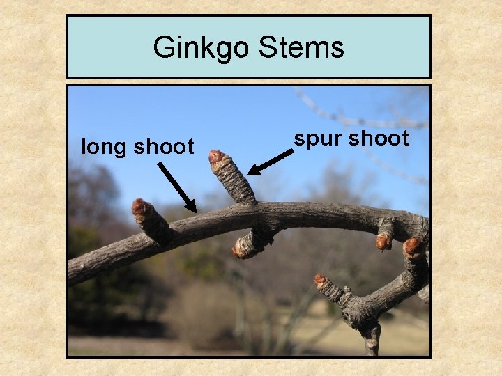 Ginkgo Stems long shoot spur shoot 