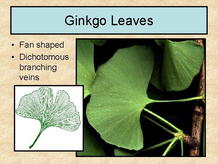 Ginkgo Leaves • Fan shaped • Dichotomous branching veins 