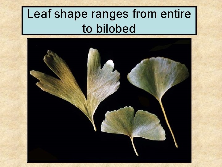 Leaf shape ranges from entire to bilobed 