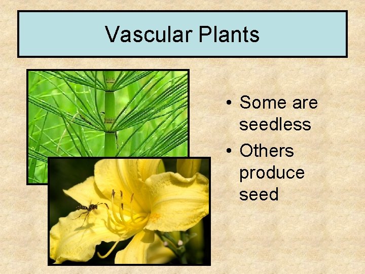 Vascular Plants • Some are seedless • Others produce seed 