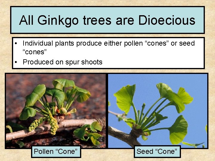 All Ginkgo trees are Dioecious • Individual plants produce either pollen “cones” or seed