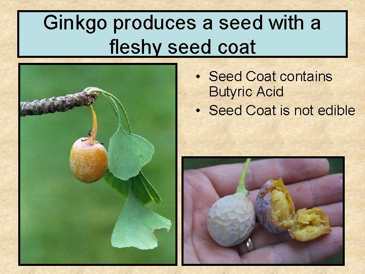 Ginkgo produces a seed with a fleshy seed coat • Seed Coat contains Butyric