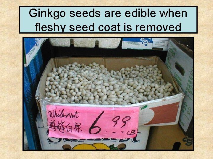 Ginkgo seeds are edible when fleshy seed coat is removed 