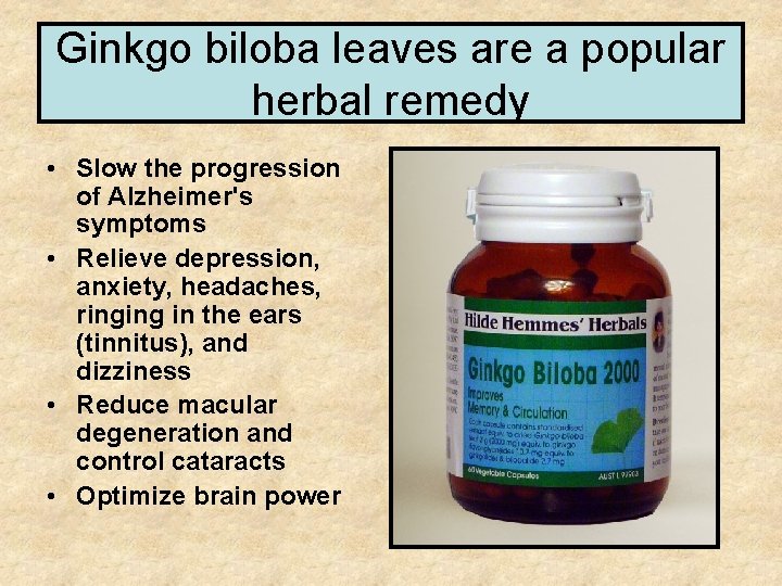 Ginkgo biloba leaves are a popular herbal remedy • Slow the progression of Alzheimer's