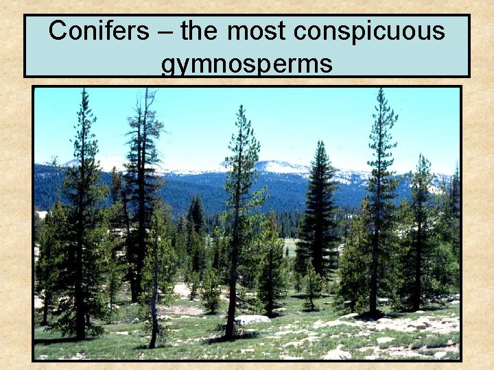 Conifers – the most conspicuous gymnosperms 