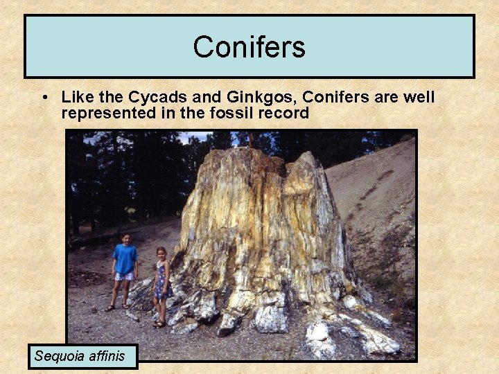 Conifers • Like the Cycads and Ginkgos, Conifers are well represented in the fossil