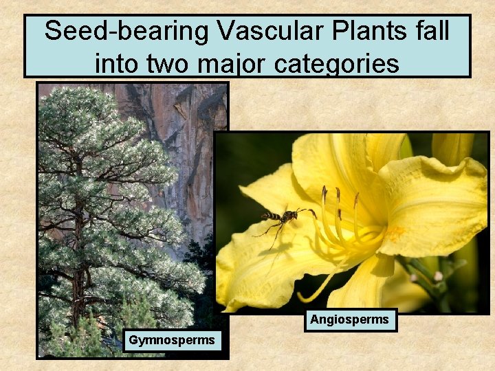 Seed-bearing Vascular Plants fall into two major categories Angiosperms Gymnosperms 