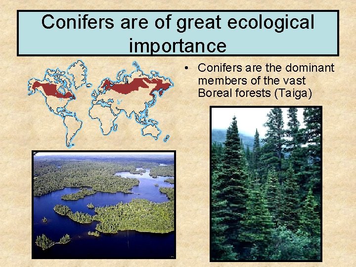 Conifers are of great ecological importance • Conifers are the dominant members of the