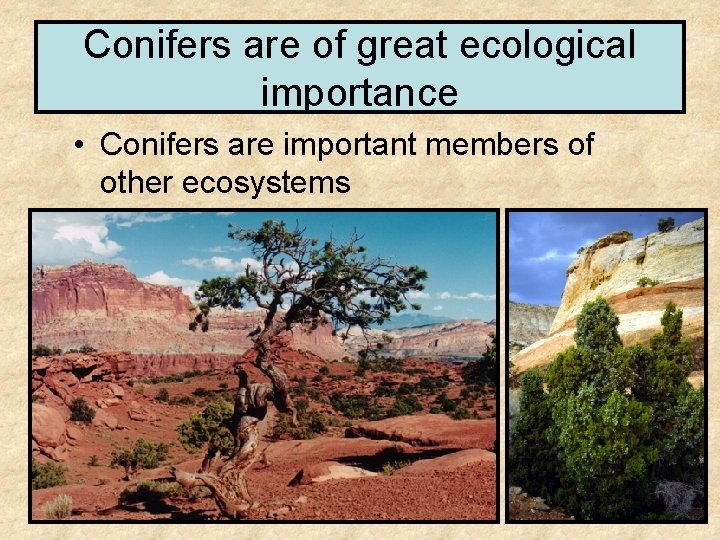 Conifers are of great ecological importance • Conifers are important members of other ecosystems