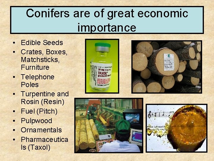 Conifers are of great economic importance • Edible Seeds • Crates, Boxes, Matchsticks, Furniture