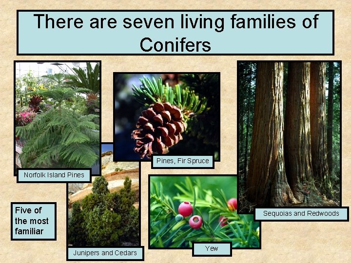 There are seven living families of Conifers Pines, Fir Spruce Norfolk Island Pines Five