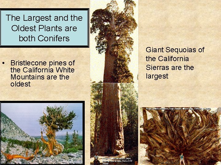 The Largest and the Oldest Plants are both Conifers • Bristlecone pines of the