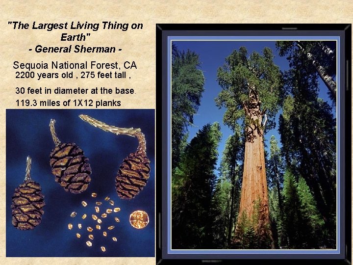 "The Largest Living Thing on Earth" - General Sherman Sequoia National Forest, CA 2200