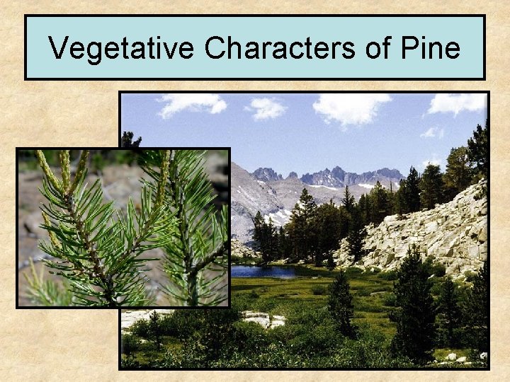 Vegetative Characters of Pine 