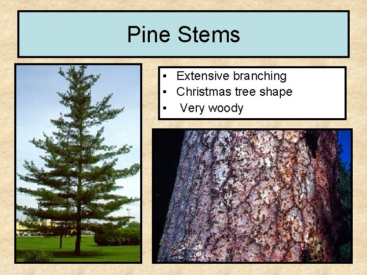 Pine Stems • Extensive branching • Christmas tree shape • Very woody 