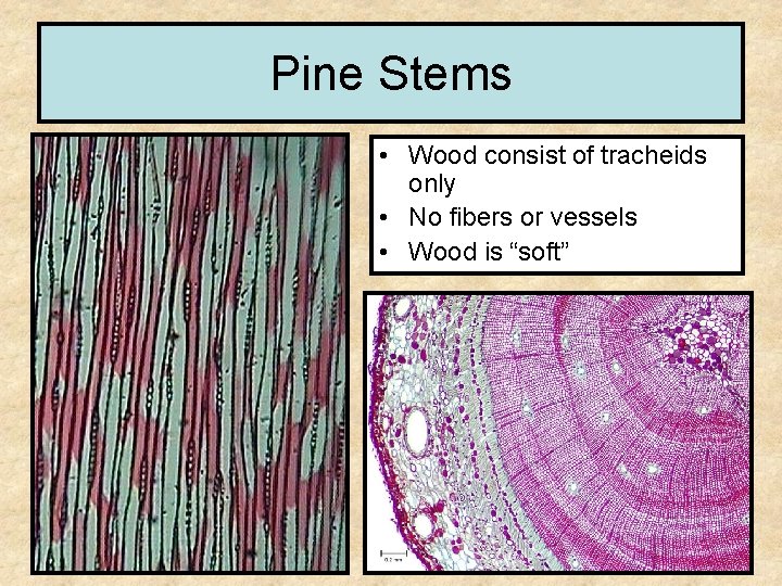 Pine Stems • Wood consist of tracheids only • No fibers or vessels •
