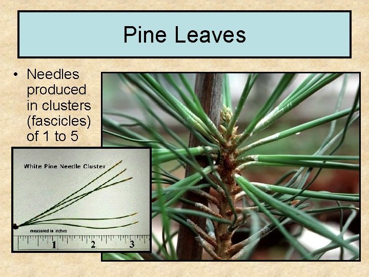 Pine Leaves • Needles produced in clusters (fascicles) of 1 to 5 