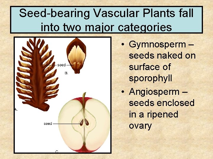 Seed-bearing Vascular Plants fall into two major categories • Gymnosperm – seeds naked on