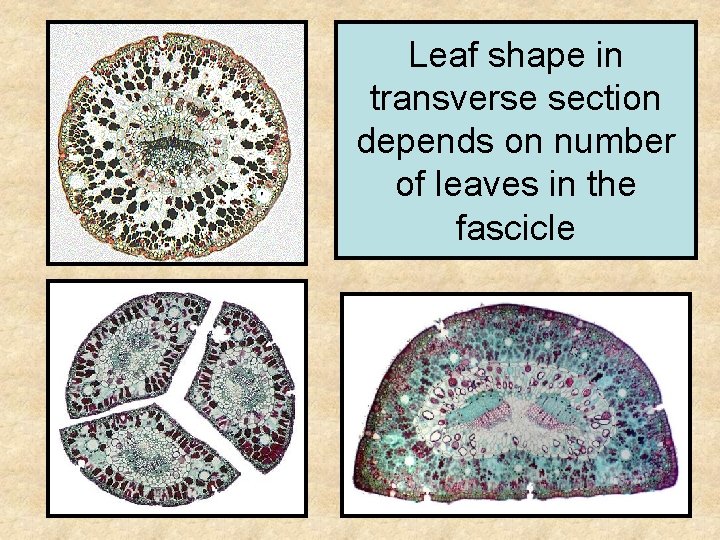 Leaf shape in transverse section depends on number of leaves in the fascicle 