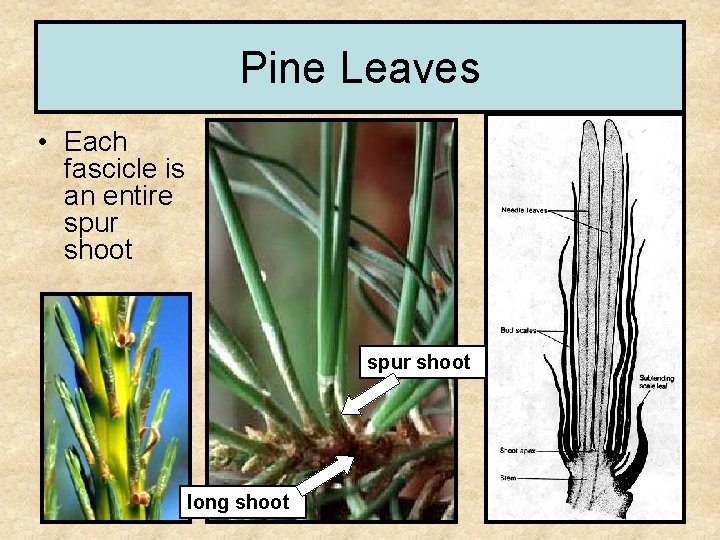 Pine Leaves • Each fascicle is an entire spur shoot long shoot 