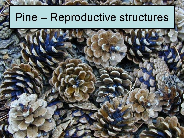 Pine – Reproductive structures 