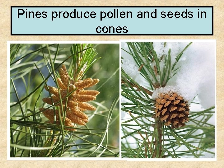 Pines produce pollen and seeds in cones 