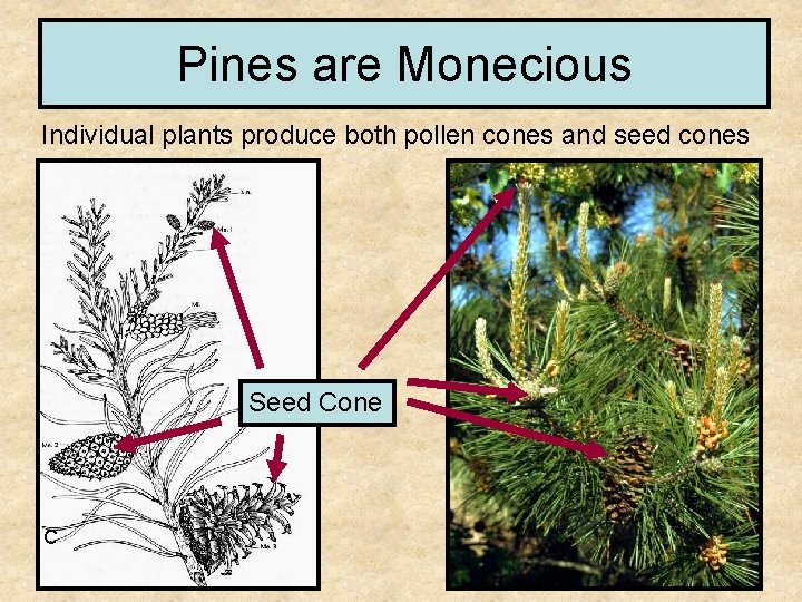 Pines are Monecious Individual plants produce both pollen cones and seed cones Seed Cone