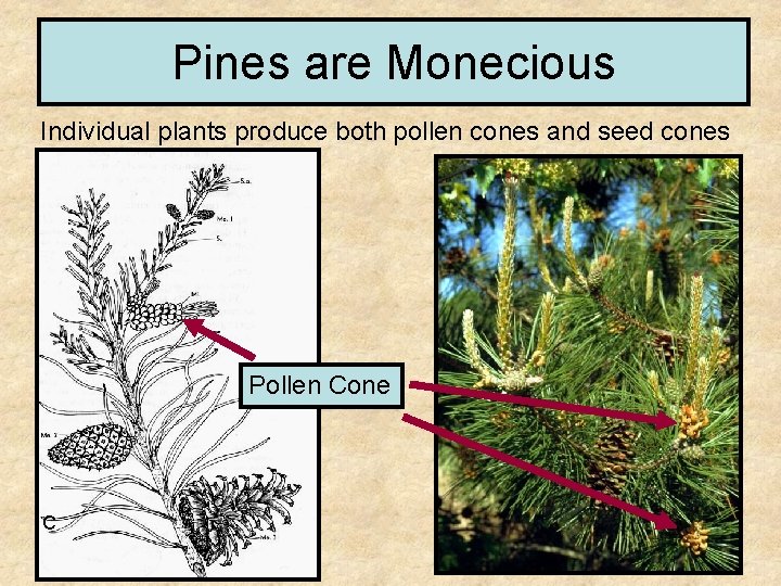 Pines are Monecious Individual plants produce both pollen cones and seed cones Pollen Cone