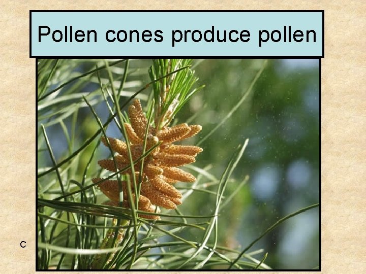 Pollen cones produce pollen C 