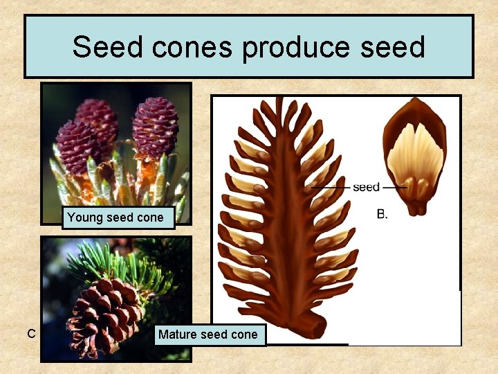 Seed cones produce seed Young seed cone C Mature seed cone 