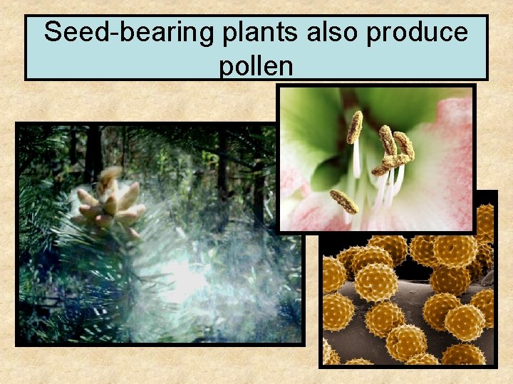 Seed-bearing plants also produce pollen 