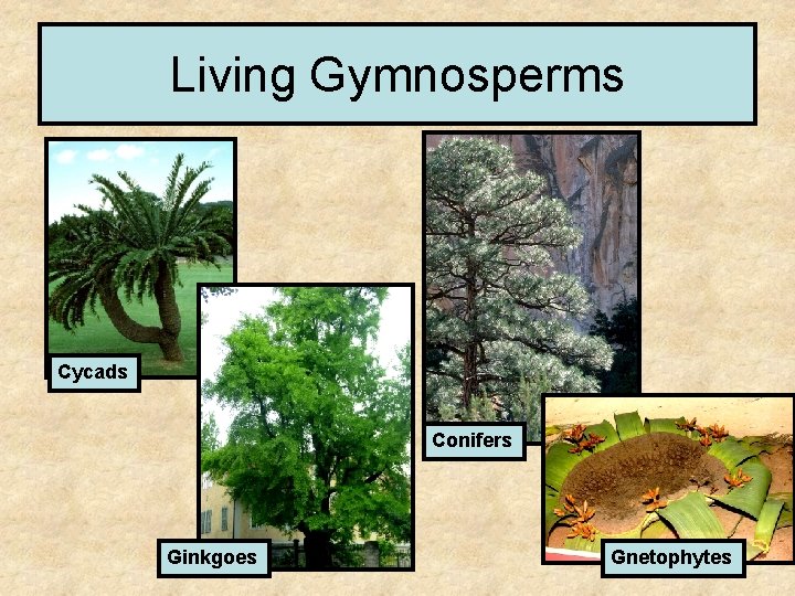 Living Gymnosperms Cycads Conifers Ginkgoes Gnetophytes 