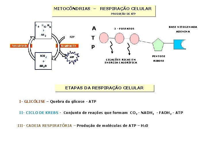 MITOCÔNDRIAS – RESPIRAÇÃO CELULAR PRODUÇÃO DE ATP A BASE NITOGENADA 3 - FOSFATOS ADENINA