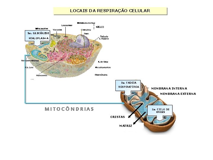 LOCAIS DA RESPIRAÇÃO CELULAR 1 a. GLICÓLISE HIALOPLASMA 3 a. CADEIA RESPIRATÓRIA MEMBRANA INTERNA