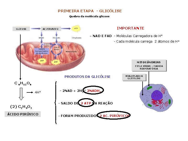 PRIMEIRA ETAPA - GLICÓLISE Quebra da molécula glicose GLICOSE IMPORTANTE AC. PIRUVICO – NAD