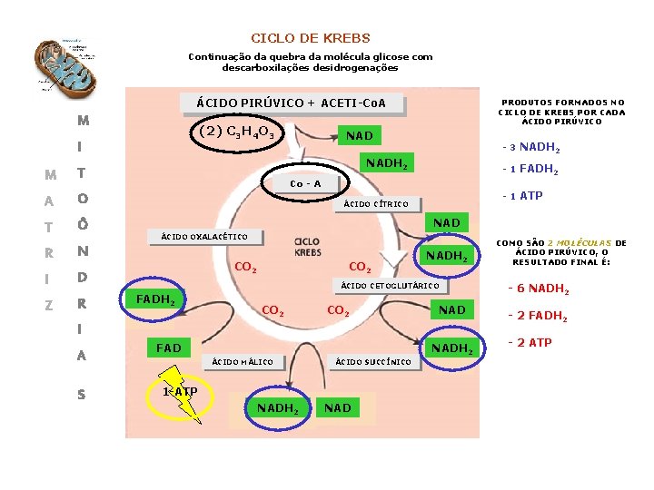 CICLO DE KREBS Continuação da quebra da molécula glicose com descarboxilações desidrogenações ÁCIDO PIRÚVICO