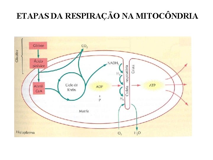 ETAPAS DA RESPIRAÇÃO NA MITOCÔNDRIA 