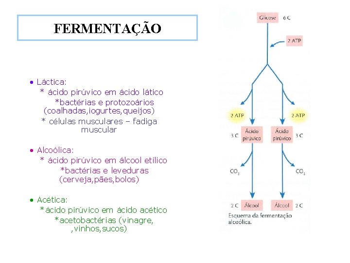 FERMENTAÇÃO • Láctica: * ácido pirúvico em ácido lático *bactérias e protozoários (coalhadas, iogurtes,