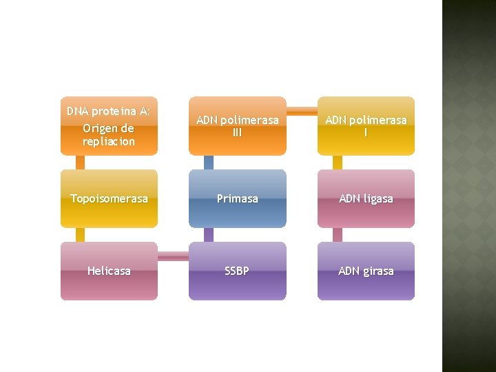 DNA proteina A: Origen de repliacion ADN polimerasa III ADN polimerasa I Topoisomerasa Primasa