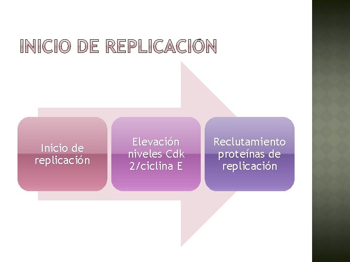 Inicio de replicación Elevación niveles Cdk 2/ciclina E Reclutamiento proteínas de replicación 