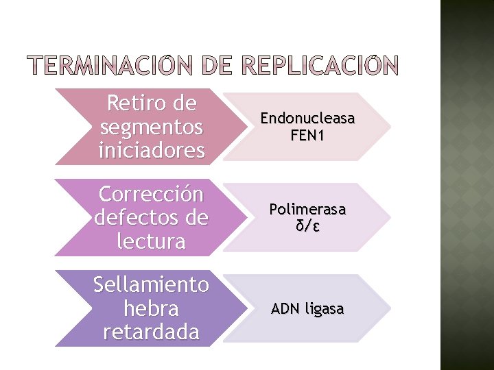 Retiro de segmentos iniciadores Endonucleasa FEN 1 Corrección defectos de lectura Polimerasa δ/ε Sellamiento