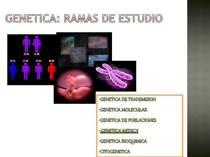  • GENETICA DE TRANSMISION • GENETICA MOLECULAR • GENETICA DE POBLACIONES • GENETICA