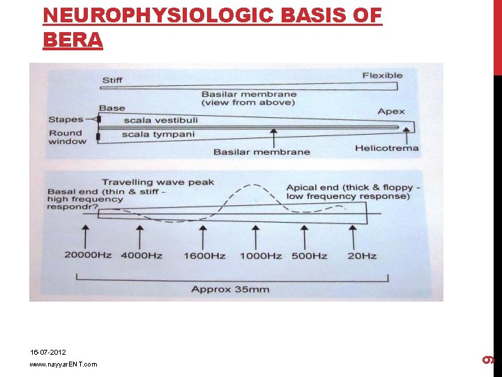 16 -07 -2012 www. nayyar. ENT. com 9 NEUROPHYSIOLOGIC BASIS OF BERA 