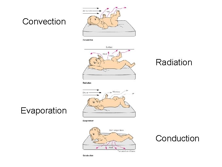 Convection Radiation Evaporation Conduction 