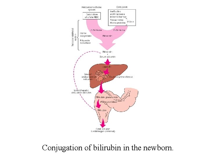 Conjugation of bilirubin in the newborn. 