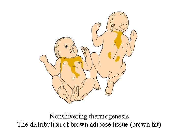 Nonshivering thermogenesis The distribution of brown adipose tissue (brown fat) 