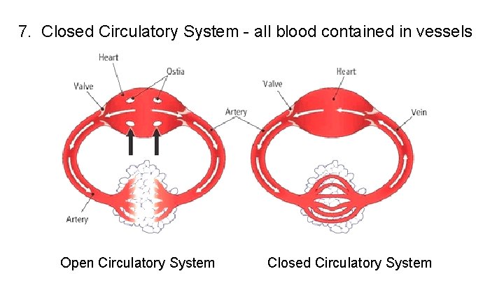 7. Closed Circulatory System - all blood contained in vessels Open Circulatory System Closed 7. Closed Circulatory System - all blood contained in vessels Open Circulatory System Closed
