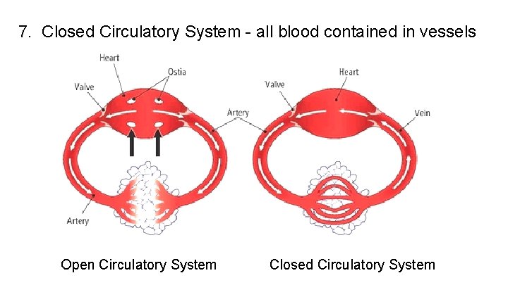 7. Closed Circulatory System - all blood contained in vessels Open Circulatory System Closed