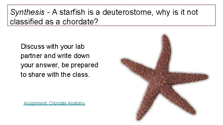 Synthesis - A starfish is a deuterostome, why is it not classified as a Synthesis - A starfish is a deuterostome, why is it not classified as a